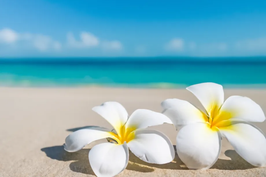 🌺 Gemeinsame Ho’oponopono-Abende